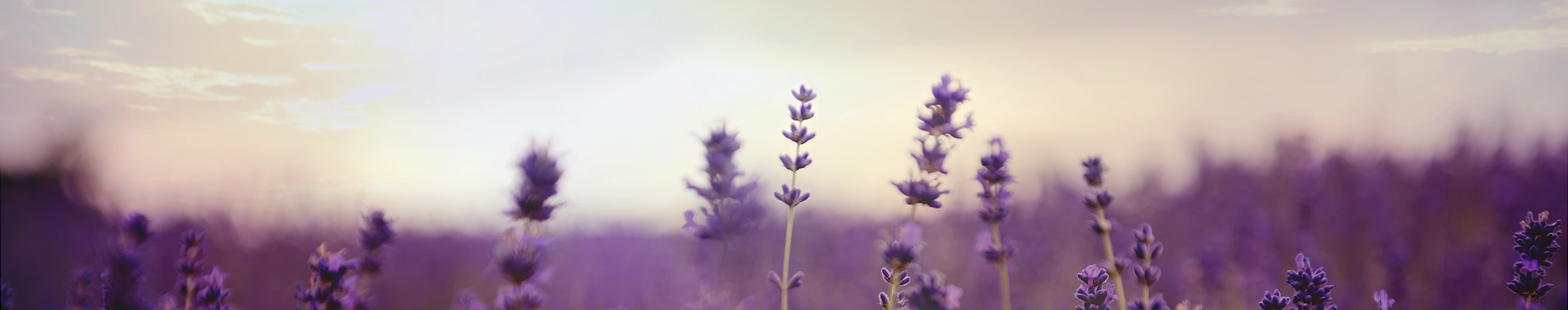 lavender field