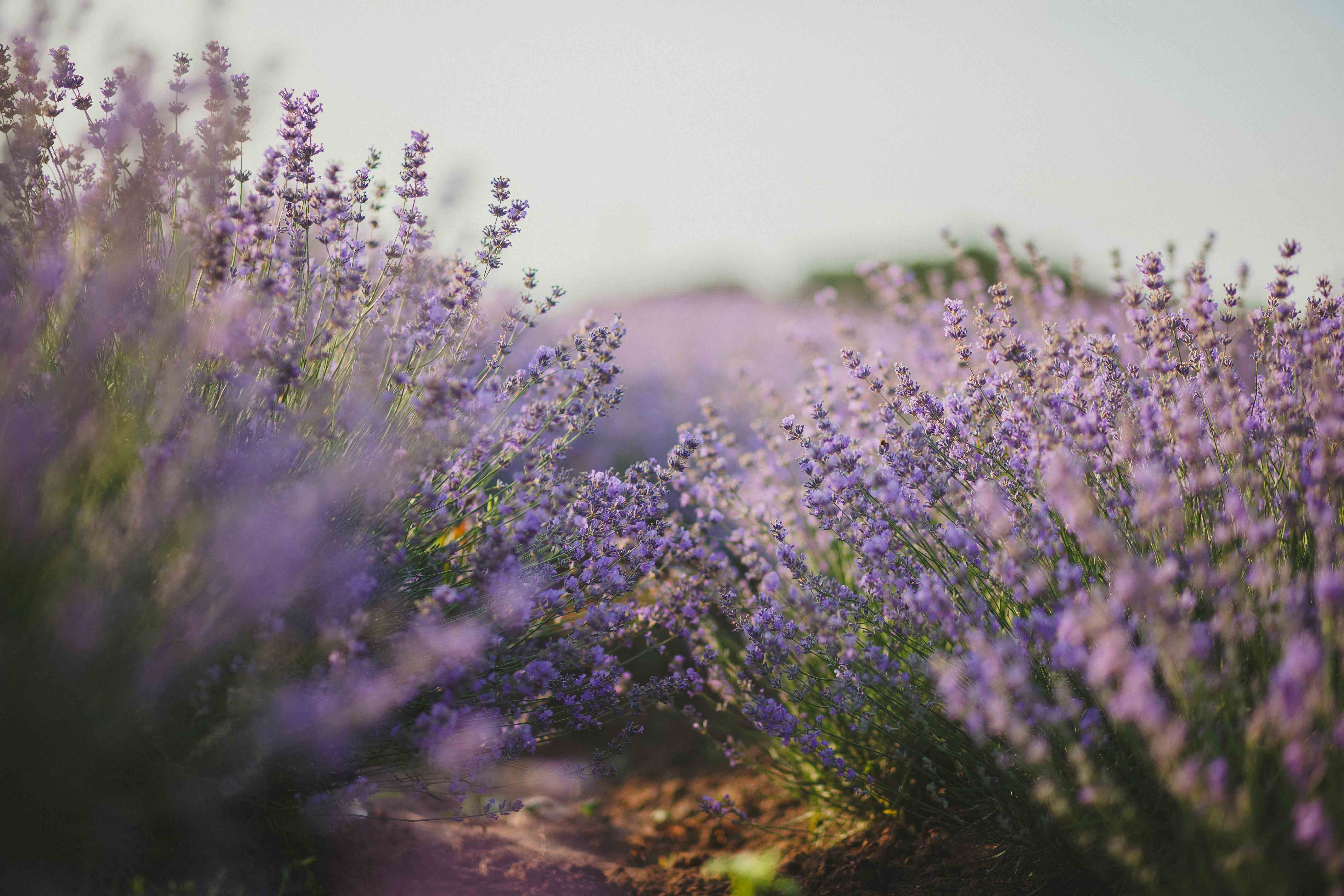 lavender bushes